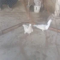 کفتر|پرنده|شیروان (خراسان), |دیوار