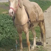 اسب