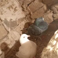 کفتر المانی اصل