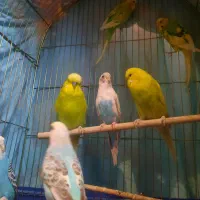 مرغ عشق|پرنده|تهران, مسعودیه|دیوار