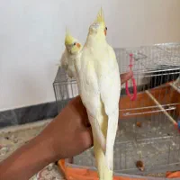 عروس هلندی
