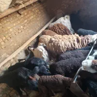 میش زاییده|حیوانات مزرعه|تایباد, |دیوار