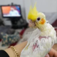 عروس هلندی دستی|پرنده|ابهر, |دیوار