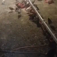 جوجه محلی گلپایگانی