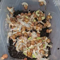 خرید و فروش حلزون