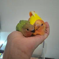 جوجه تازه دونخور طوطی برزیلی