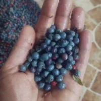 کلخنگ تازه ورسیده سبز یکدست پاک شده
