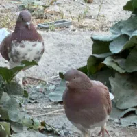 کبوتر پرشی ملقی. نقطه|پرنده|شهر بابک, |دیوار