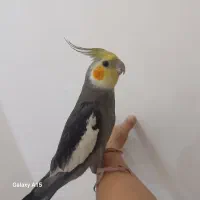 عروس هلندی باقفس دستی وسخنگو