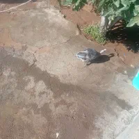 بقلمون