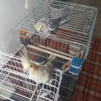 فروش عروس هلندی سخنگو|پرنده|محمدشهر, شهرک پیام (مهرالبرز)|دیوار