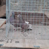 کبوتر پرشی|پرنده|خمینی‌شهر, |دیوار