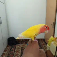 کوتوله نر سخنگو فول دستی