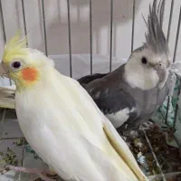 عروس هلندی جفت با تمام وسایل