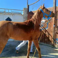 یورقه،میرزایی،تاخت،