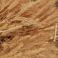 فروش گندم بسیار مرغوب