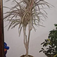 گل طبیعی|گل و گیاه طبیعی|نیشابور, فردوس شمالی|دیوار