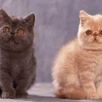 اگزاتیک شورت هیر|گربه|تهران, فردوس|دیوار