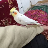 عروس هلندی گمشده