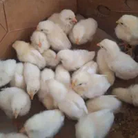 جوجه گوشتی راس ۳۰۸