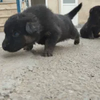 واگذاری سگ ژرمن شپرد|سگ|تهران, شهرک طالقانی|دیوار