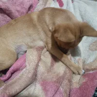 سگ پامرانین میکس|سگ|خرمدره, |دیوار