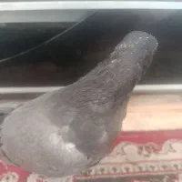 کفتر پرشی دوخط دستی