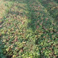 نهال توت فرنگی سابرینا