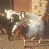 ۴عدد بزغاله فروش فوری|حیوانات مزرعه|سبزوار, قصبه غربی|دیوار