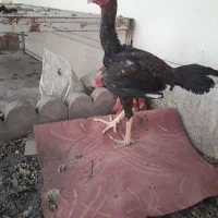جوجه خروس لاری پرمرغی