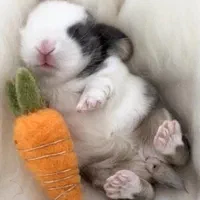 خرگوش|موش و خرگوش|اصفهان, شهرک کاوه|دیوار