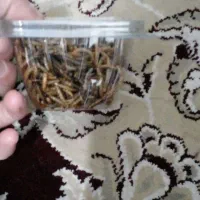 میلورم خشک|خزنده|بیرجند, |دیوار