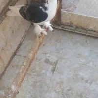 کفتر چادری نر پا چکمه عالی وسالم|پرنده|تهران, گلچین|دیوار