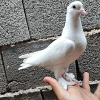 کبوتر سفید بوشهری