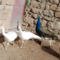 طاووس|پرنده|مسجد سلیمان, |دیوار