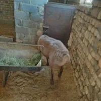 بره چینی غندوزی