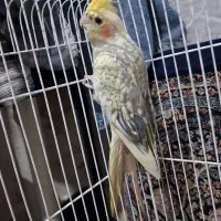 عروس هلندی.