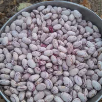 لوبیا چیتی درجه یک