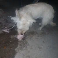 سگ پشمالو ماده|سگ|بجنورد, |دیوار