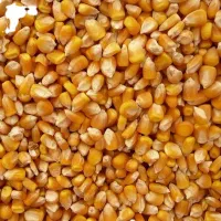 ذرت دامی برزیل