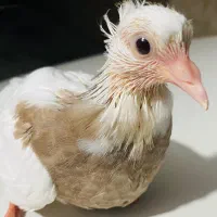 جوجه طوقی کرمانشاهی