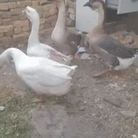 قوغاز|حیوانات مزرعه|مشهد, انصار|دیوار