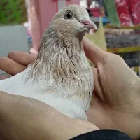 کبوتر پرشی کفتر