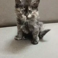 بچه گربه پرشین ماده