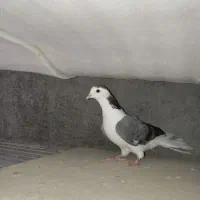 ماده به شرط