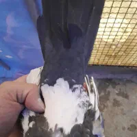 کبوتر|پرنده|همدان, |دیوار