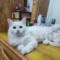 واگذاری گربه پرشین سفید