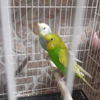 مرغ عشق|پرنده|سرایان, |دیوار