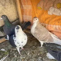 چهار عدد پرشی گرفتی نر|پرنده|سبزوار, توحیدشهر|دیوار