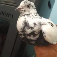 کفتر|پرنده|بافت, |دیوار